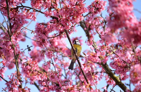 mésange sur un cerisier en fleur